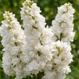 Lilas commun 'Dentelle d'anjou' (Syringa vulgaris) — grappes dressées de fleurs blanches doubles · Photo d'illustration