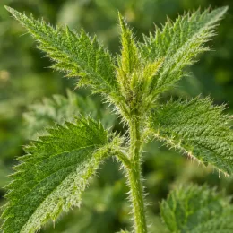 Grande ortie (Urtica dioica) — tige dressée avec feuilles dentées et velues · Photo d'illustration
