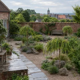 Caraganier de sibérie 'Pendula' (Caragana arborescens) — petits arbres retombants dans jardin de gravier