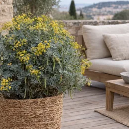 Coronilla (Coronilla glauca) — arbuste fleuri en pot tressé sur terrasse · Photo d'illustration