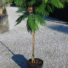 Arbre à soie Ombrella boubri (Albizia) — jeune arbre formé sur tige en pot · Pot 10L Mini-tige