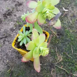 Sedum de palmer (Sedum palmeri) — succulente verte en pot sur sol humide · Godet