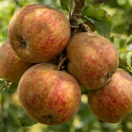 Pommier 'Apez sagarra' (Malus domestica) — gros plan de plusieurs pommes sur branche · Photo d'illustration