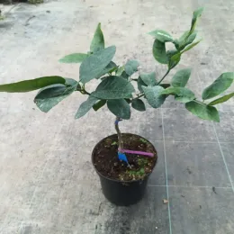 Citron vert (Citrus latifolia) — jeune arbre en pot sur sol de serre · Pot 5L Tige