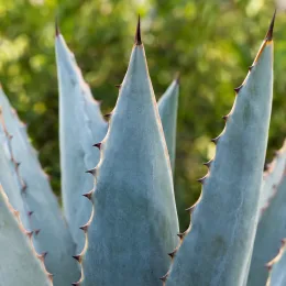 Agave d'amérique bleu 'Toliman blue' (Agave americana) — longues feuilles épaisses grises pointues en rosette