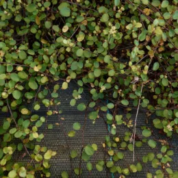 Muehlenbeckia