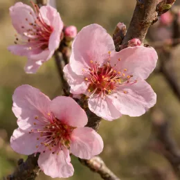 Pêcher 'Springtime' (Prunus persica) — gros plan de fleurs roses sur branche