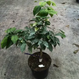 Pomelos 'Rose' (Citrus paradisi) — jeune arbre en pot de culture sombre · Pot 5L Tige