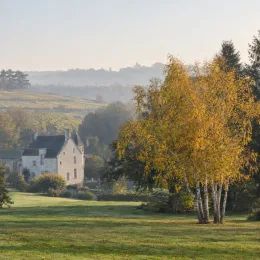 Bouleau verruqueux (Betula alba) — grand arbre au feuillage jaune dans paysage campagnard