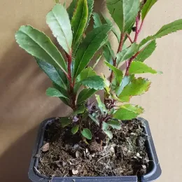 Arbousier. arbre aux fraises (Arbutus unedo) — jeune plant arbustif au feuillage vert en pot · Godet