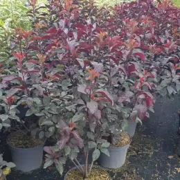 Prunier pourpre des sables (Prunus cistena) — arbuste dense au feuillage pourpre en pot · Pot 8L Touffe