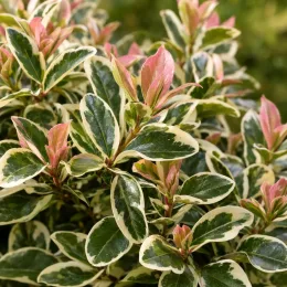 Troène 'Colombine' (Ligustrum japonicum) — feuillage panaché vert bordé de crème et rose