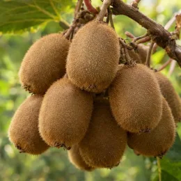 Kiwi 'Jenny' (Actinidia deliciosa) — grappe de fruits ovales duveteux sur branche · Photo d'illustration