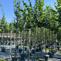 Tilleul à grandes feuilles (Tilia platyphyllos) — Pot 30L Tige 12/14