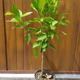 Clémentinier (Citrus clementina) — jeune arbre en pot plastique devant palissade · Pot 1.5L Tige