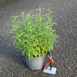 Ciste pourpre (Cistus purpureus) — jeune arbuste vert en pot avec sécateur · Pot 3L