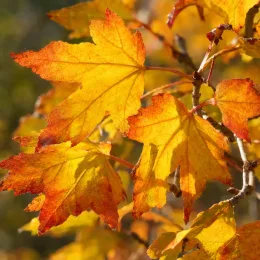Érable champêtre 'Red shine' (Acer campestre) — feuilles jaunes bordées d'orange sur branche
