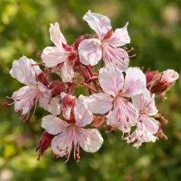 Pélargonium 'Spessart' (Geranium) — grappe de petites fleurs rosées en gros plan · Photo d'illustration