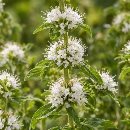 Menthe des cerfs 'Alba' (Mentha cervina) — gros plan sur épis de petites fleurs blanches · Photo d'illustration