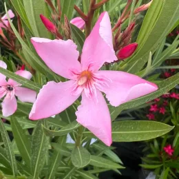 Laurier rose 'Magaly' (Nerium oleander) — gros plan sur grande fleur rose étoilée