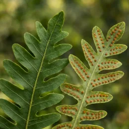 Polypode commun (Polypodium vulgare) — gros plan de frondes avec sores orangés