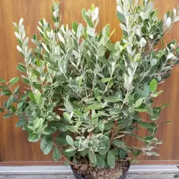 Goyavier du Brésil (Feijoa sellowiana) — grand arbuste dense en pot noir · Pot 8L Touffe