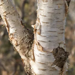 Bouleau verruqueux 'Karaca' (Betula pendula) — gros plan sur écorce claire qui s’exfolie · Photo d'illustration
