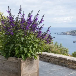 Sauge 'Amistad' (Salvia) — grand massif fleuri en bac bois sur terrasse · Photo d'illustration