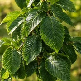 Charme commun 'Lucas' (Carpinus betulus) — gros plan de feuillage vert dentelé brillant