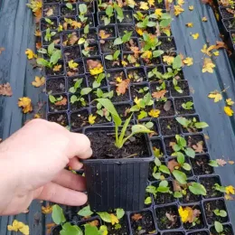 Arum blanc d'ethiopie (Zantedeschia aethiopica) — main tenant un jeune plant en godet plastique