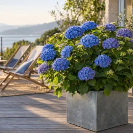Hortensia 'Bodensee bleu' (Hydrangea macrophylla) — arbuste fleuri en pot sur terrasse en bois · Photo d'illustration