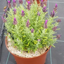 Lavande papillon (Lavandula) — touffe dense en pot avec nombreux épis fleuris · Pot 6L Touffe