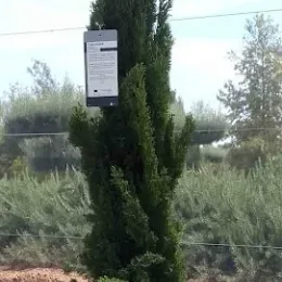 Cyprès méditerranéen 'totem' (Cupressus sempervirens) — grand conifère étroit en pot de pépinière · Pot 25L