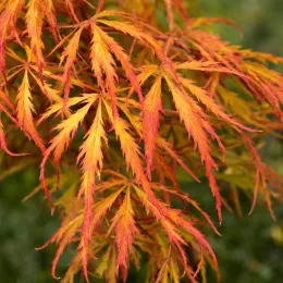 Érable du japon 'Scolopendrifolium' (Acer palmatum) — feuilles très découpées jaune et orange · Photo d'illustration