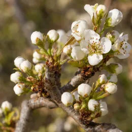 Poirier 'Nashi' (Pyrus pyrifolia) — rameaux avec nombreuses fleurs blanches en boutons