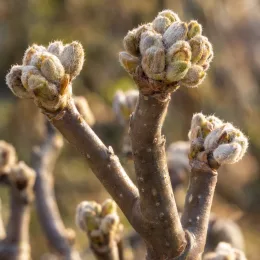 Edgeworthia 'Grandiflora' (Edgeworthia crysantha) — gros plan sur bourgeons duveteux sur branches nues