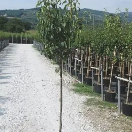 Poirier 'Abate fetel' (Pyrus communis) — jeune arbre en pot dans une pépinière alignée · Pot 15L Tige