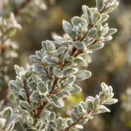 Arbre à thé 'Silver ice' (Leptospermum) — gros plan sur rameau aux petites feuilles duveteuses · Photo d'illustration