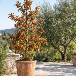 Pommier d'ornement 'Gulliver' (Malus transitoria) — petit arbre fruitier en pot sur terrasse · Photo d'illustration