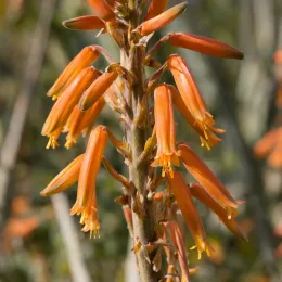 Aloès flocon de neige 'Cleopatra' (Aloe) — grappe de fleurs tubulaires orange en gros plan · Photo d'illustration