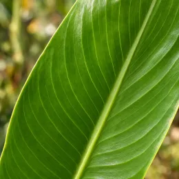 Canna — gros plan sur une grande feuille nervurée · Photo d'illustration