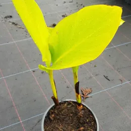 Canna géant marabout 'Marabout' — jeune plant lumineux avec grandes feuilles dressées · Pot 2.5L