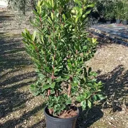 Arbousier. arbre aux fraises (Arbutus unedo) — arbuste dense au feuillage vert en pot noir · Pot 10L