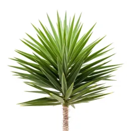Yucca