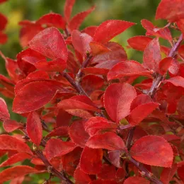 Fusain ailé 'Compactus' (Euonymus alatus) — rameaux couverts de feuilles rouges denses · Photo d'illustration