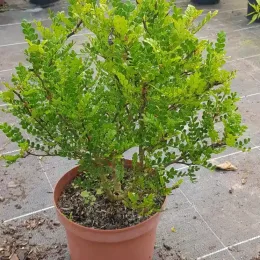 Poivre du sichuan (Zanthoxylum beecheyanum) — arbuste dense au feuillage vert en pot plastique · Pot 3L