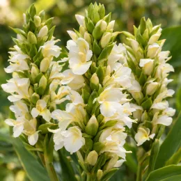 Grand galanga (Alpinia galanga) — grappes de fleurs blanches dressées parmi le feuillage · Photo d'illustration