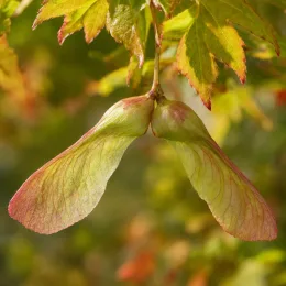 Érable du japon (Acer orientalia) — gros plan de samares pendantes parmi le feuillage · Photo d'illustration