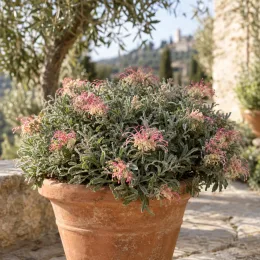 Grévilléa (Grevillea lanigera) — arbuste fleuri en pot en terre cuite · Photo d'illustration