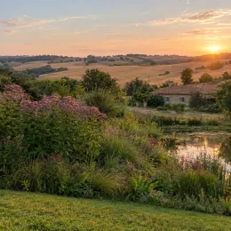 Eupatorium (Eupatorium purpureum) — massif de plantes fleuries près d'un étang au soleil couchant · Photo d'illustration